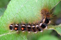 Browntail Moth Caterpillar